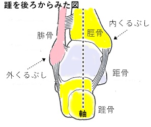 足根骨