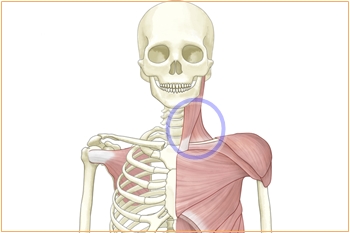 胸鎖乳突筋と首コリの関係