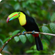 Bunter Vogel Tukan im Nationalpark Tortuguero in Costa Rica