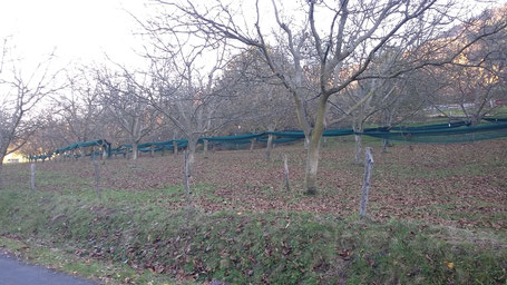 Vue de la plantation de noyer de Monsieur Molle Christian - Miellerie de Boissy
