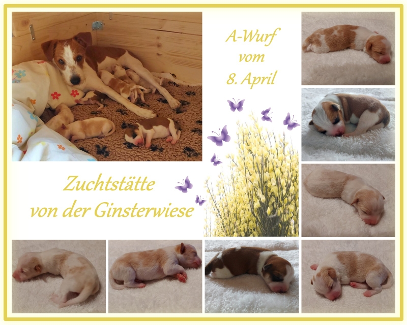 Unsere kleinen Zwerge