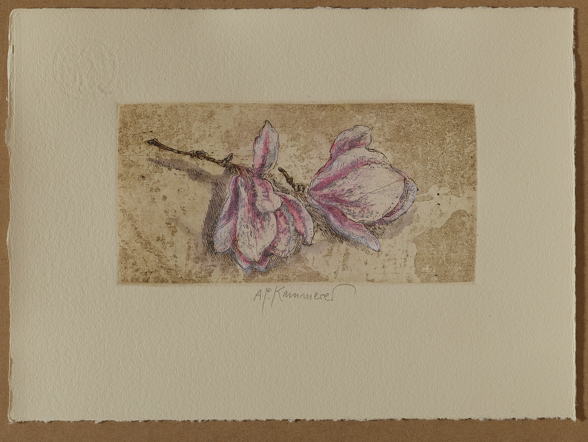 Edition 39. Dresdner Graphikmarkt 2020: Anton Paul Kammerer, Magnolienblüte, handkolorierte Ätzradierung 