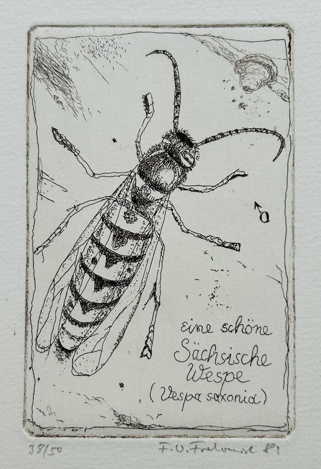 Friedrich Wilhelm Fretwurst, Wespe, Ätzradierung,1981