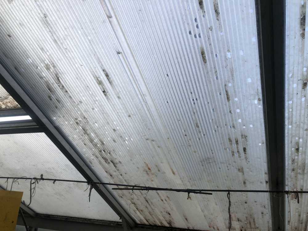 Reparatur: Profigewächshaus