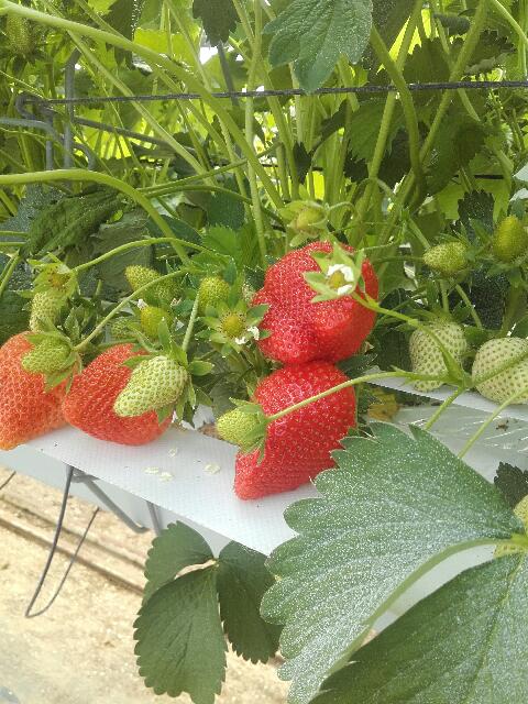 Plantation de fraisiers - La Rivoise