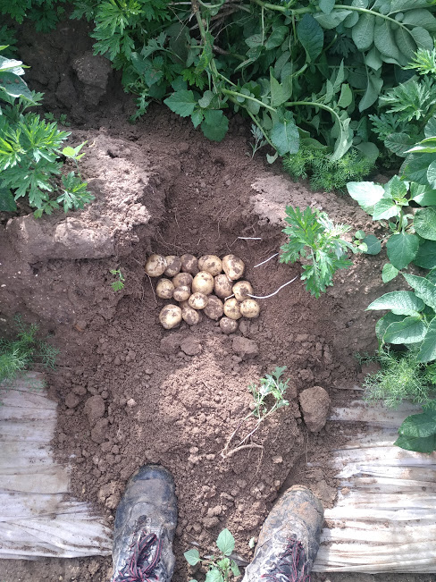 Première récolte de pommes de terre nouvelles - La Rivoise
