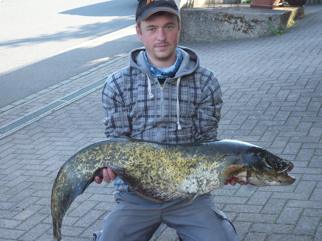 Wels 10,4 kg, 1,11 m
