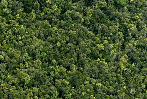 Amazonie, aujourd'hui "poumon vert", hier "enfer vert"... souvent Homme varie !