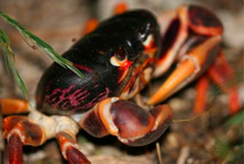 Gecarcinus ruricolas