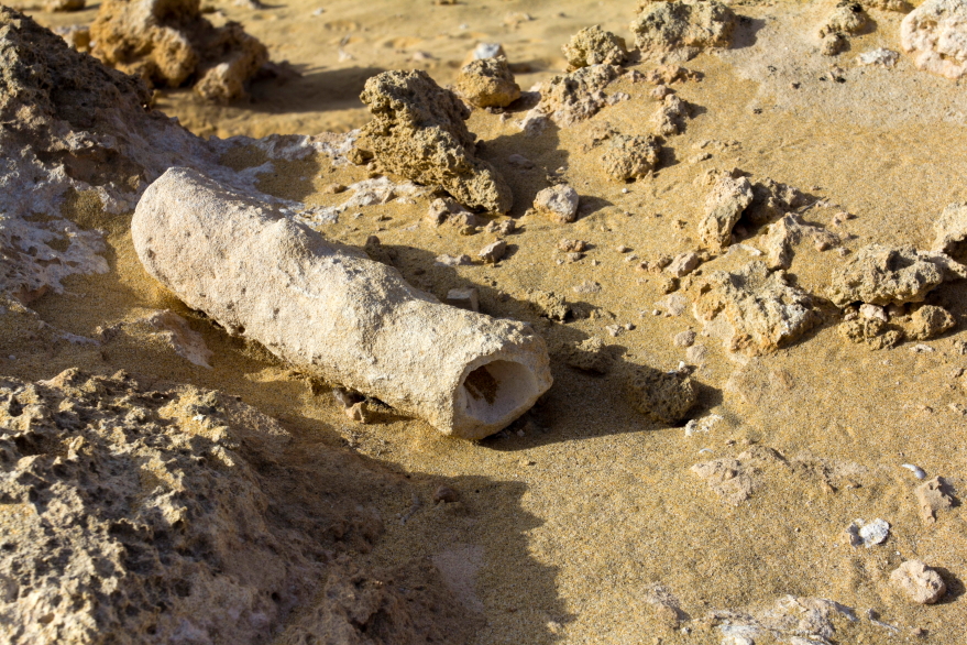 Fosilijos Porto Santo smėlyje 