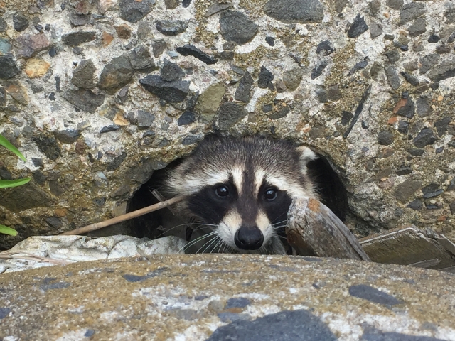 「見た目は可愛いけれど…実は超キケン！お家を破壊するアライグマの恐怖」
