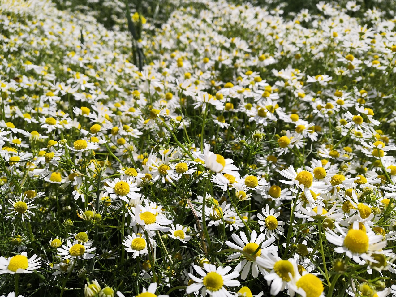Die Therapie mit Pflanzen - Phytotherapie ist eine Therapie seit 1000den von Jahren auf allen Erdteilen, in allen Völkern. So gibt es auch in der Kneipp-Medizin, in der traditionellen europäischen Medizin und TCM die Möglichkeit der Therapie.