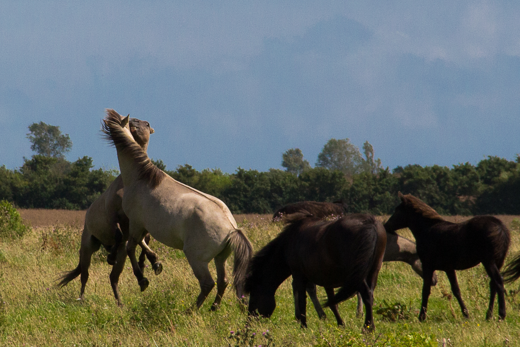 Wildpferde in der Geltinger Birk