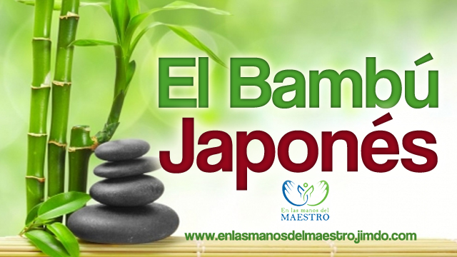 El bambú japones - Historias para reflexionar