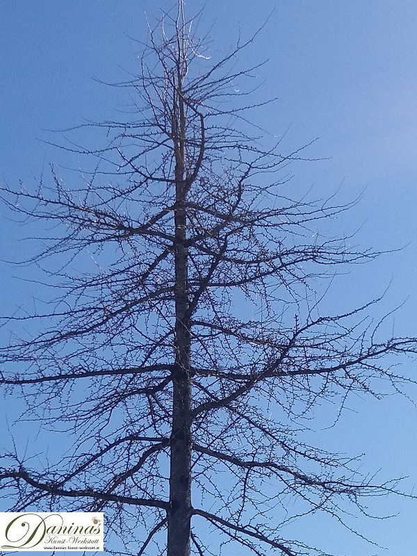 Lärche im Winter - ohne Nadeln