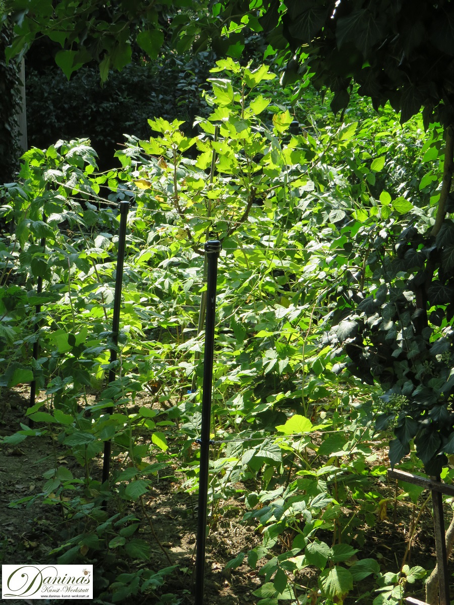 Himbeersträucher in meinem Garten