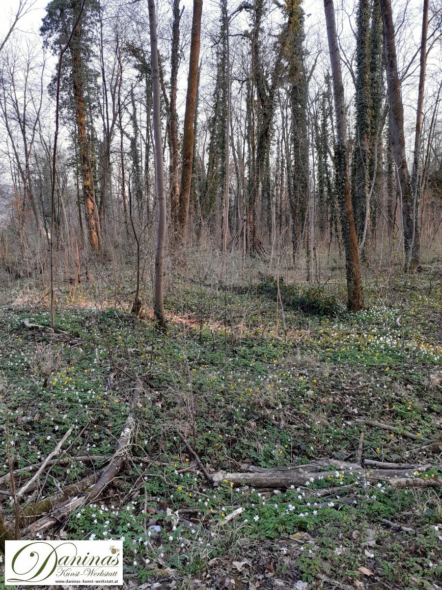 Frühling im Wald mit weißen Buschwindröschen