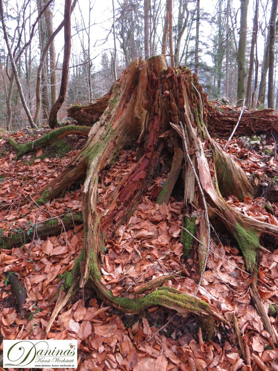 Wurzel eines abgebrochenen Baums im Wald