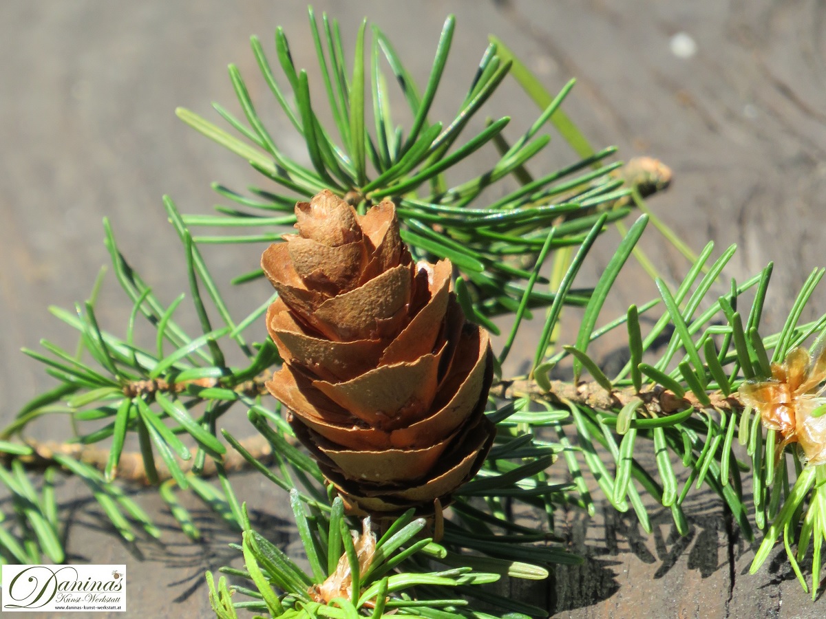Nadelbäume und ihre Zapfen. - Daninas Kunst-Werkstatt