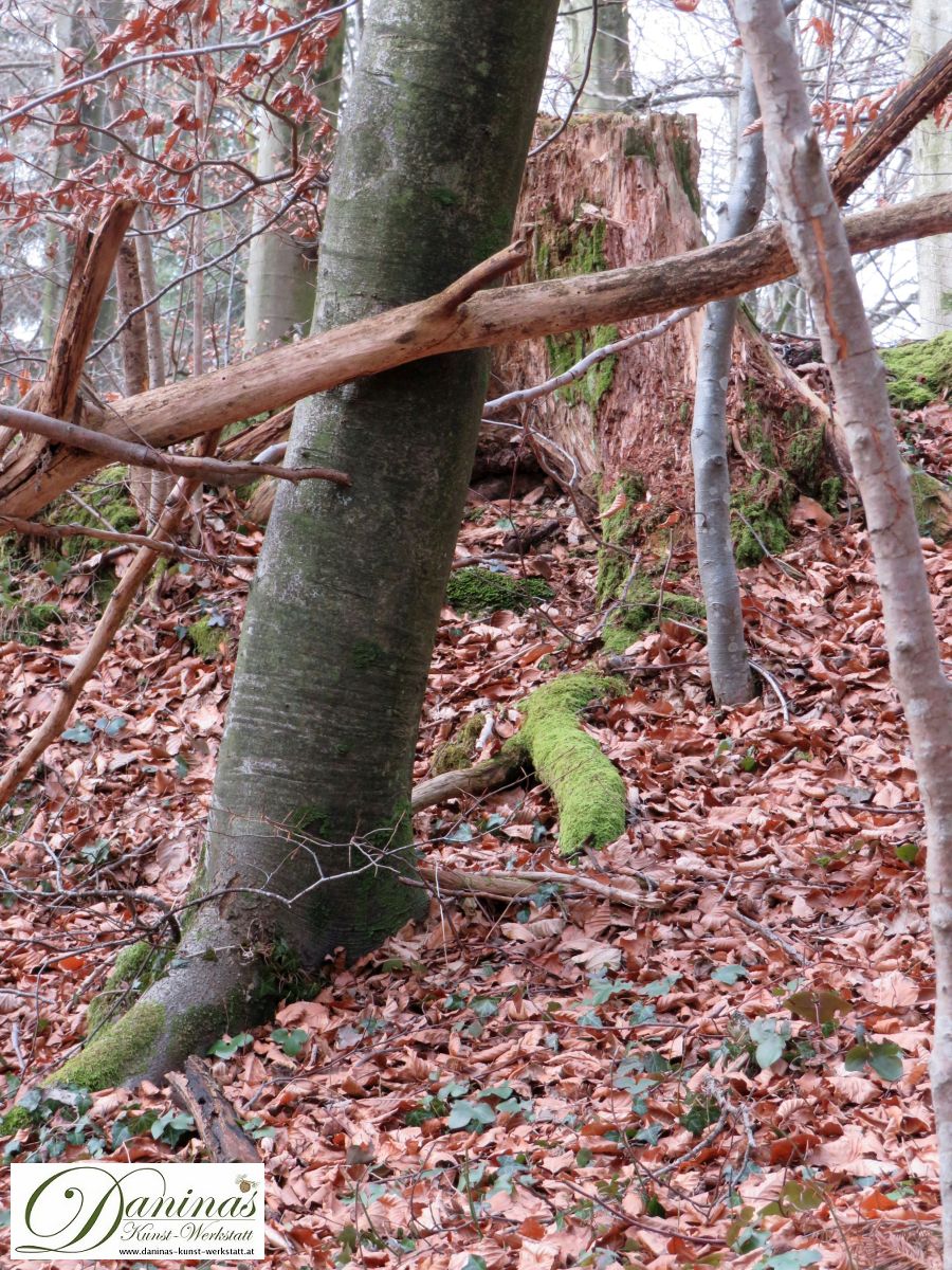 Abgebrochener Baum im Wald
