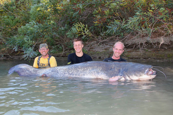 Der Wels von 258 cm ist bisher der größte Wels, den wir je live gesehen habe. Dieser Ausnahmefang ist übrigens der dritte Fisch den ich über 250cm und 100 Kilo an der Petit Rhone gelandet habe.