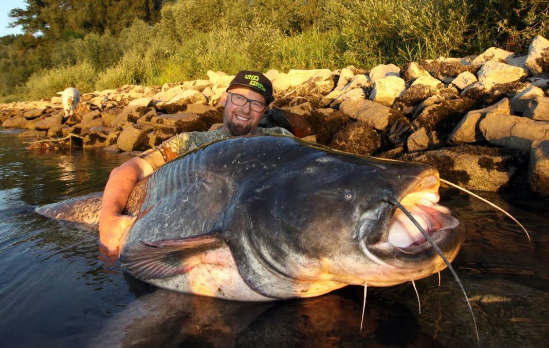 Peter Merkel mit seinem 2,40 Meter langen Waller aus dem Rhein.