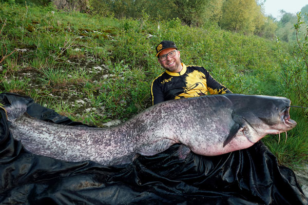 Wer einen großen Rhein-Waller fangen möchte, muss diese Zeit im Frühjahr nutzen