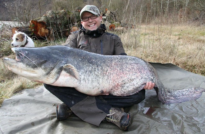 Welsangeln in Deutschland mit Welsguide Peter Merkel auf den Rhein und Neckar