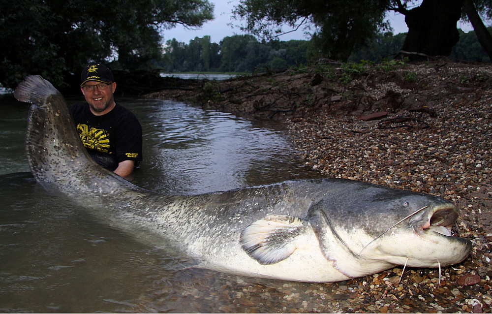 Wild Cat`z -Teamangler Peter Merkel hat wieder zugeschlagen und einen kapitalen Waller mit einer Länge von 2,43 Meter und 94,5 Kilogramm am Oberrhein gefangen