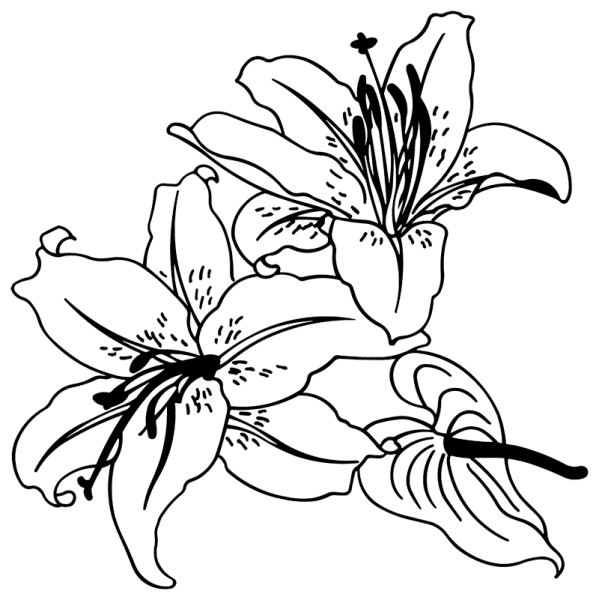 La fleur de lys Monarchie de France