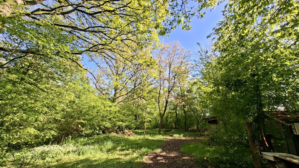 Piekenbrock Forest, Frühjahr 2026