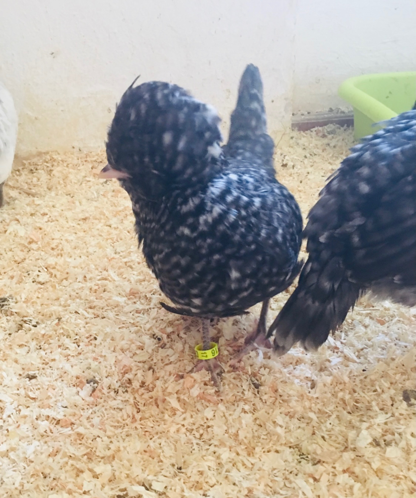 Paduaner Gesperbert - Paduaner Österreich Sultanhühner Eulenbarthühner ...