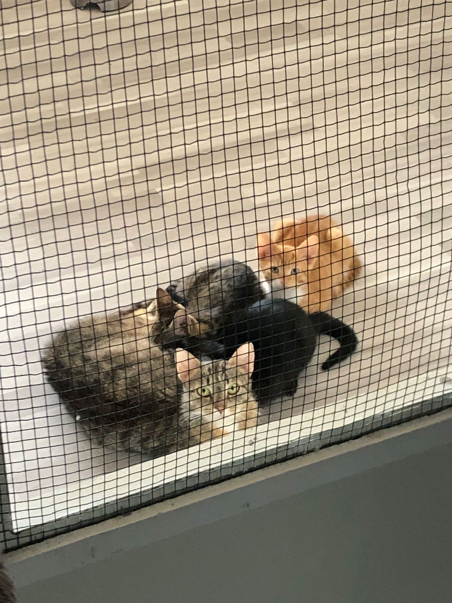 Mia mit ihren Kitten in der Quarantäne