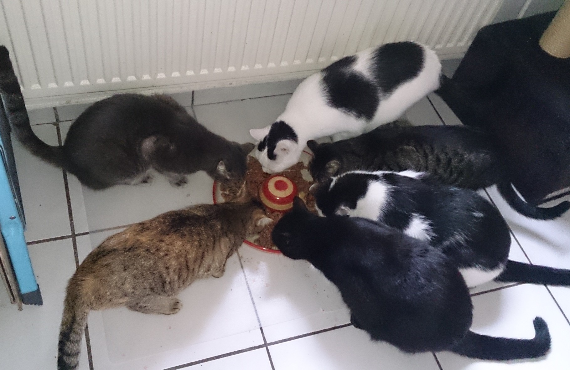 Trockenfutter Kann Schädlich Sein Streunerhilfe Ni No Ev