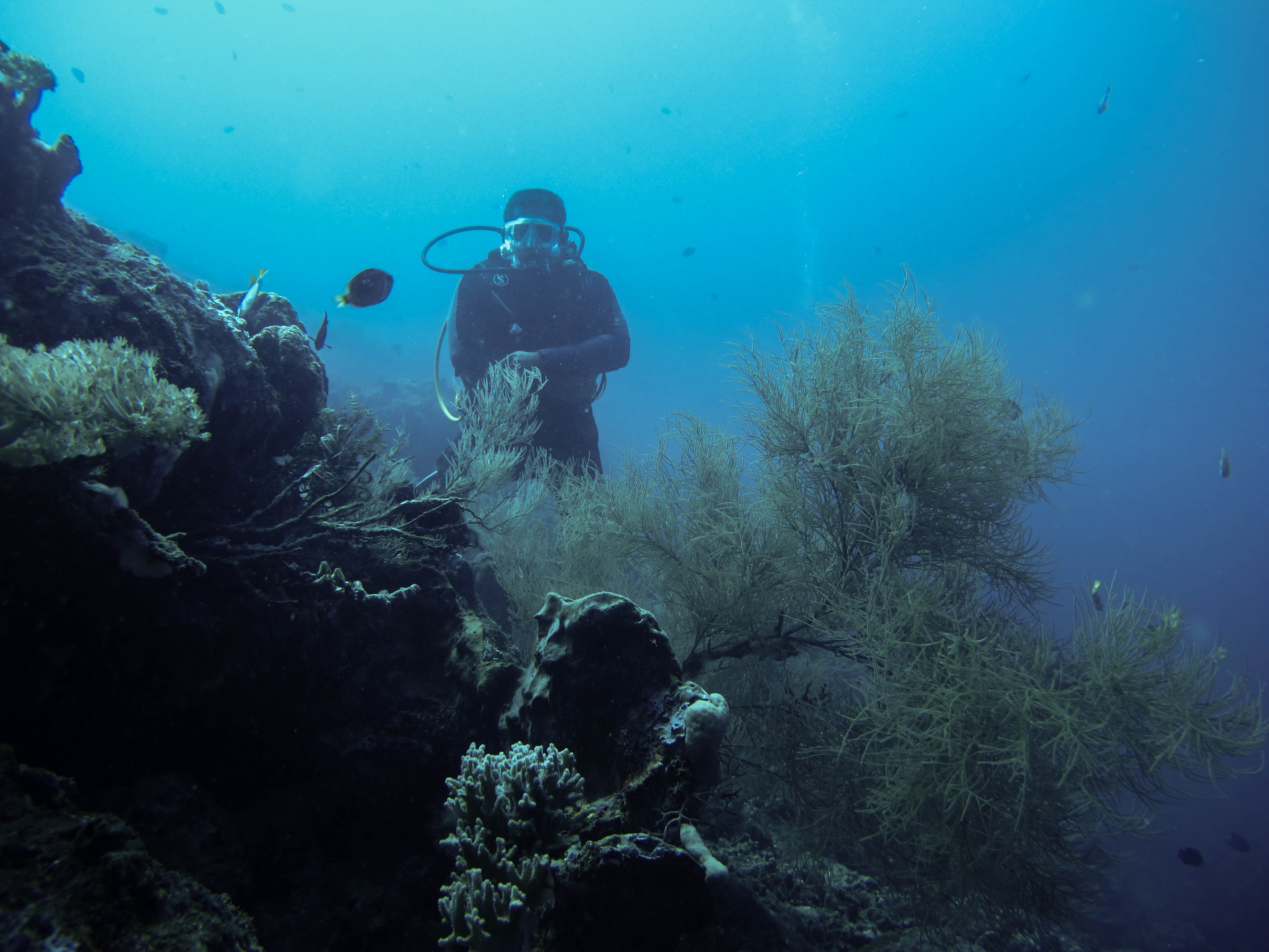 Immersione a Close Encounter a Pemuteran Bay - Bali (Photo by Gabriele Ferrando)