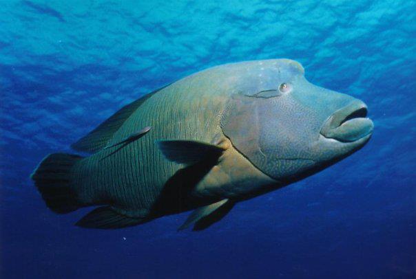 Diving in Siladen and Bunaken - North Sulawesi, Indonesia (Photo by Siladen Resort and Spa)