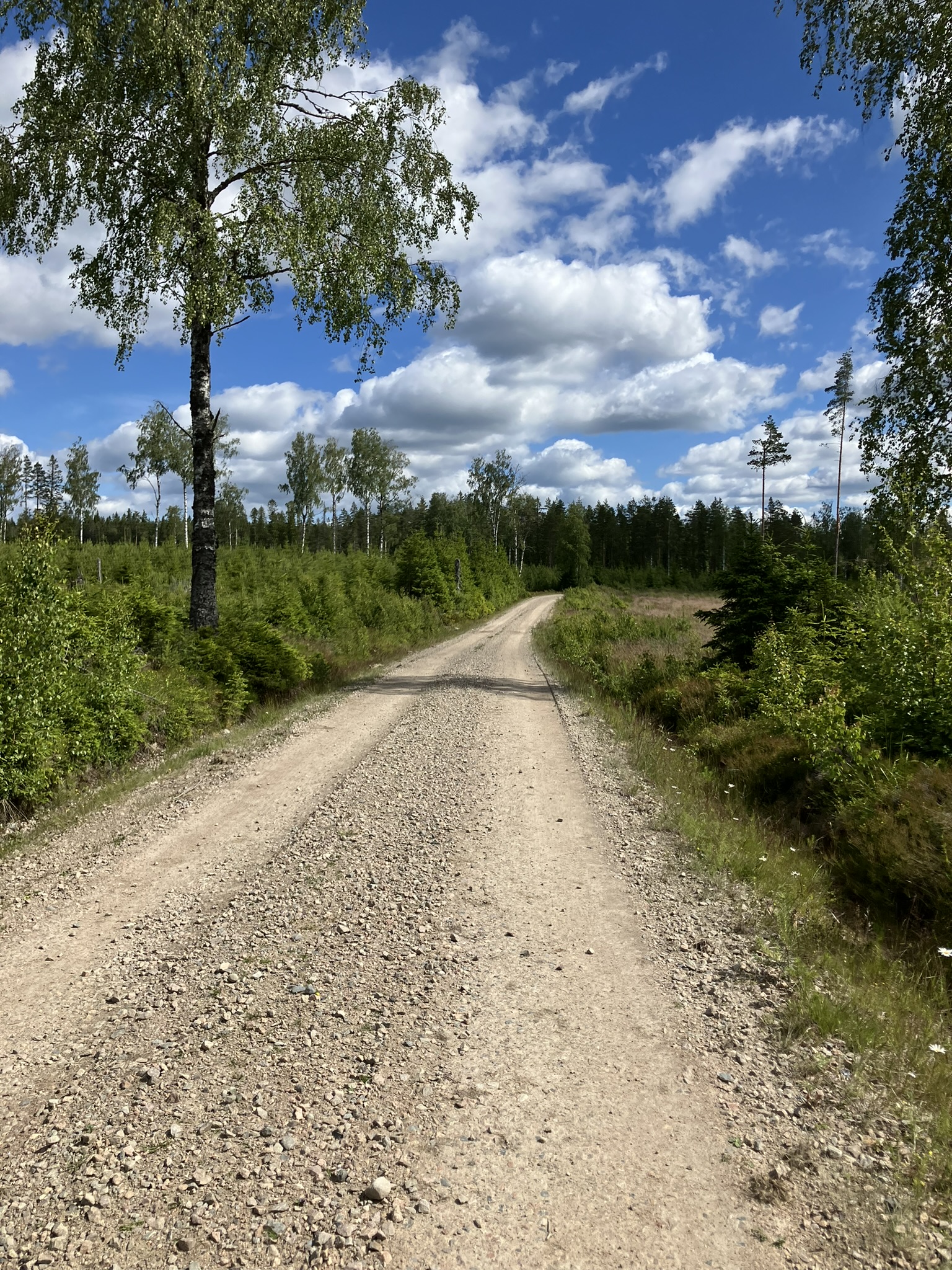 Bikepacking Schweden - Geschwungene Schotterstraße durch dichten Nadel- und Birkenwald in Schweden, ideale Route für eine sportliche Bikepacking- und Gravelreise zwischen Stockholm und Trondheim.