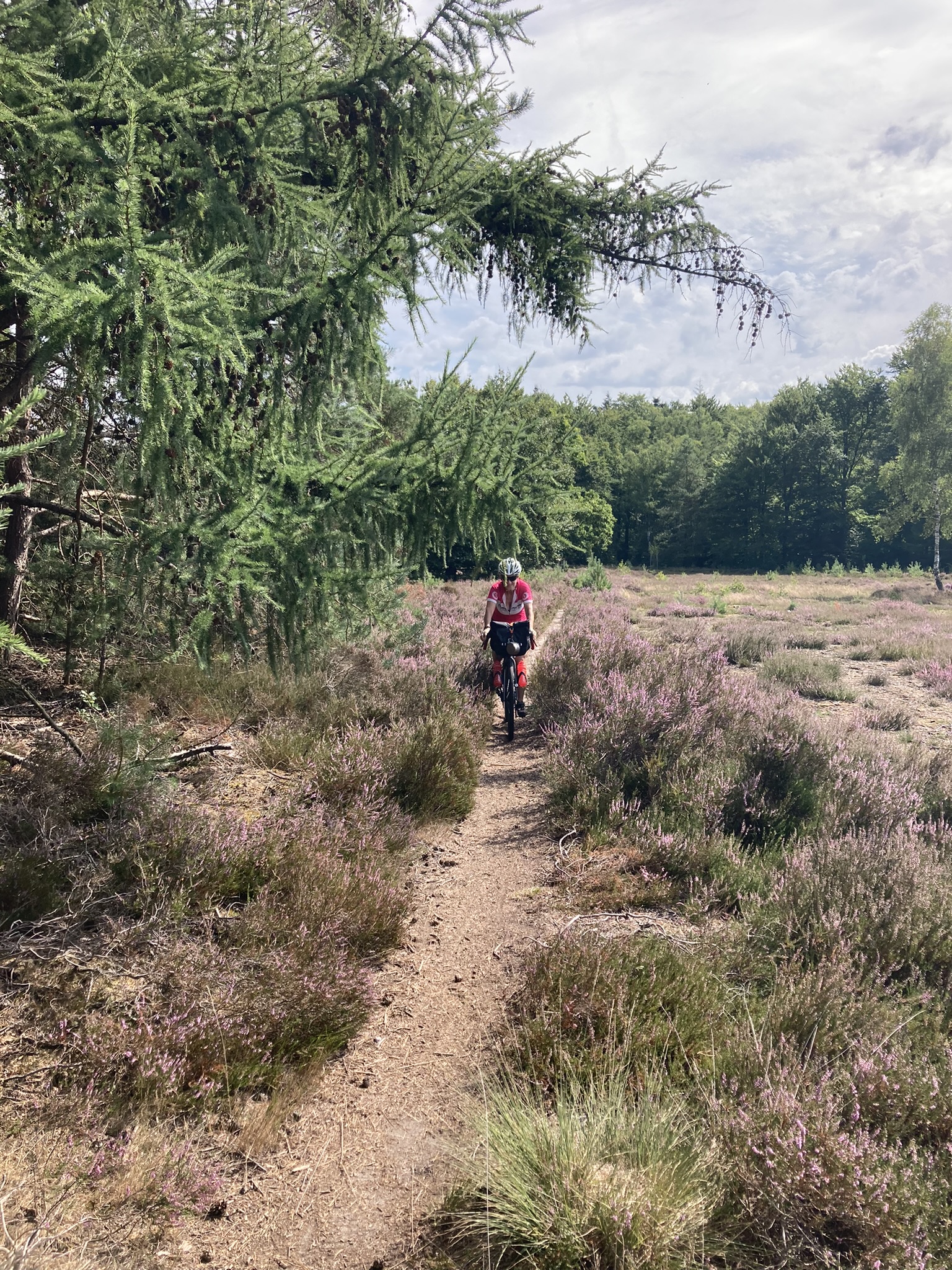 Bikepacking Niederlande - Gravelbike Fahrer auf schmalem Naturtrail durch Heidegebiet der Veluwe – Bikepacking Niederlande auf abwechslungsreichen Wald- und Sandwegen zwischen Groningen und Amsterdam.