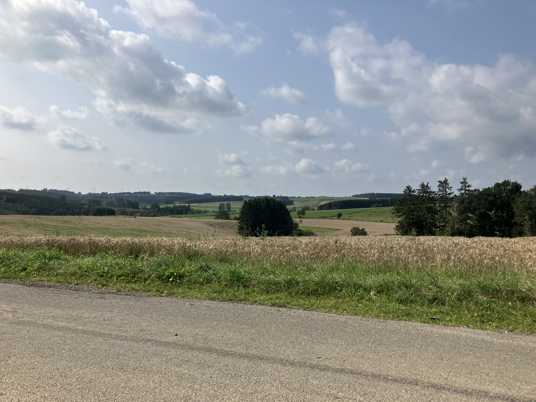 Bikepacking Belgien - Weite hügelige Landschaft in Belgien mit Getreidefeldern, Wiesen und vereinzelten Baumgruppen unter leicht bewölktem Himmel.