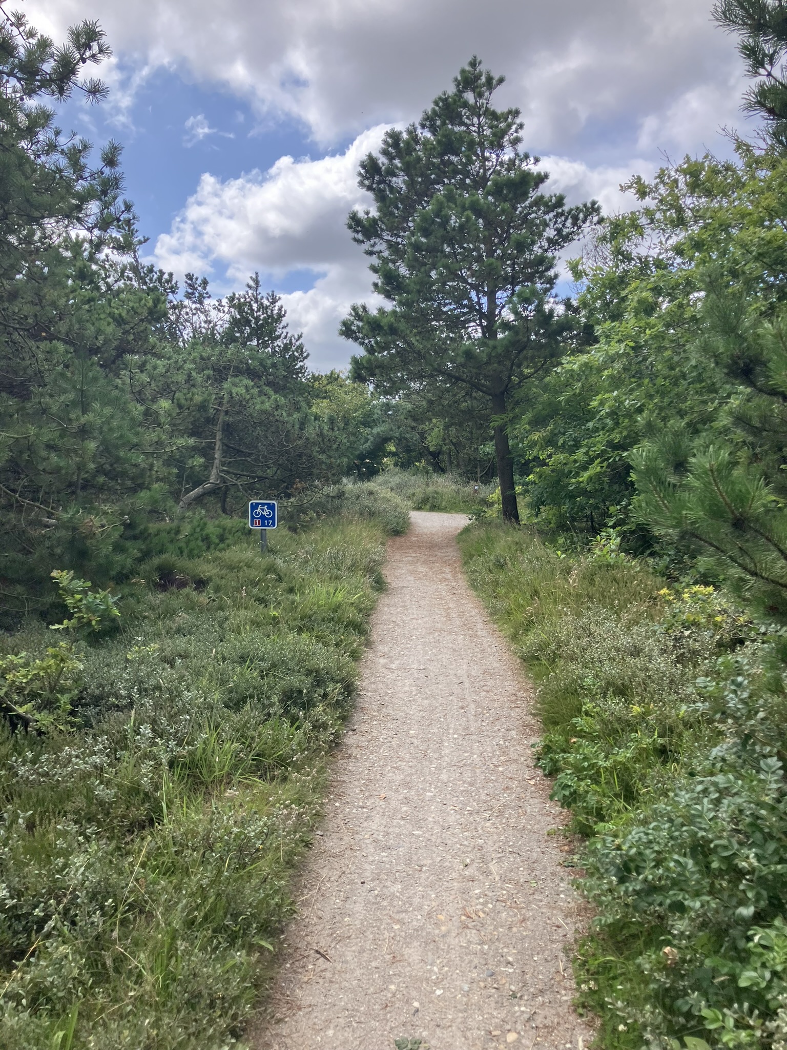 Bikepacking Dänemark - Gravelweg durch die Husby Klitplantage in Westjütland, schmaler Waldtrail zwischen Kiefern und Heide – ideal für Bikepacking in Dänemark.