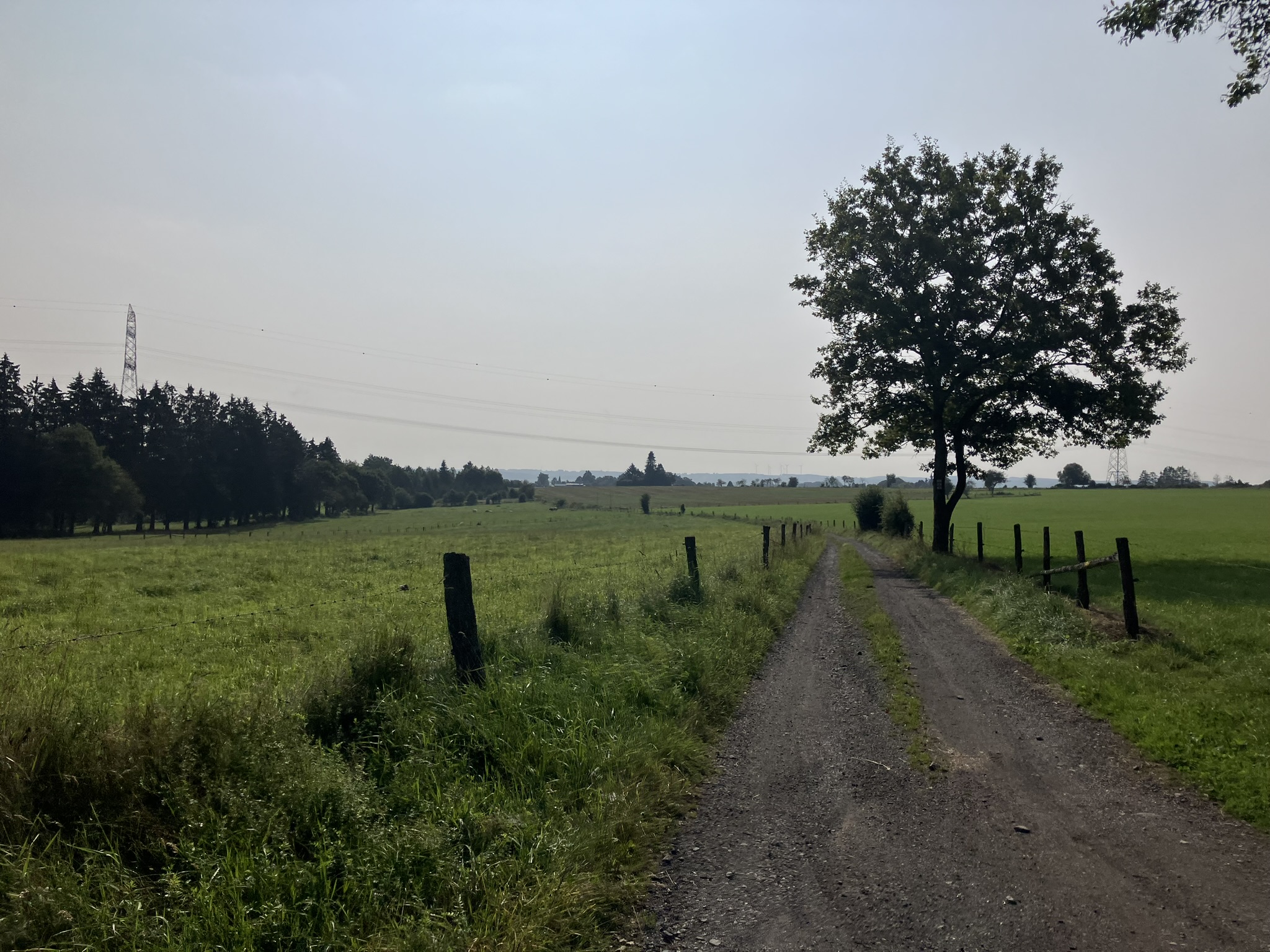 Bikepacking Belgien - Gravelweg entlang von Weiden mit Holzzaun in ländlicher belgischer Landschaft, einzelner großer Baum neben dem Weg.