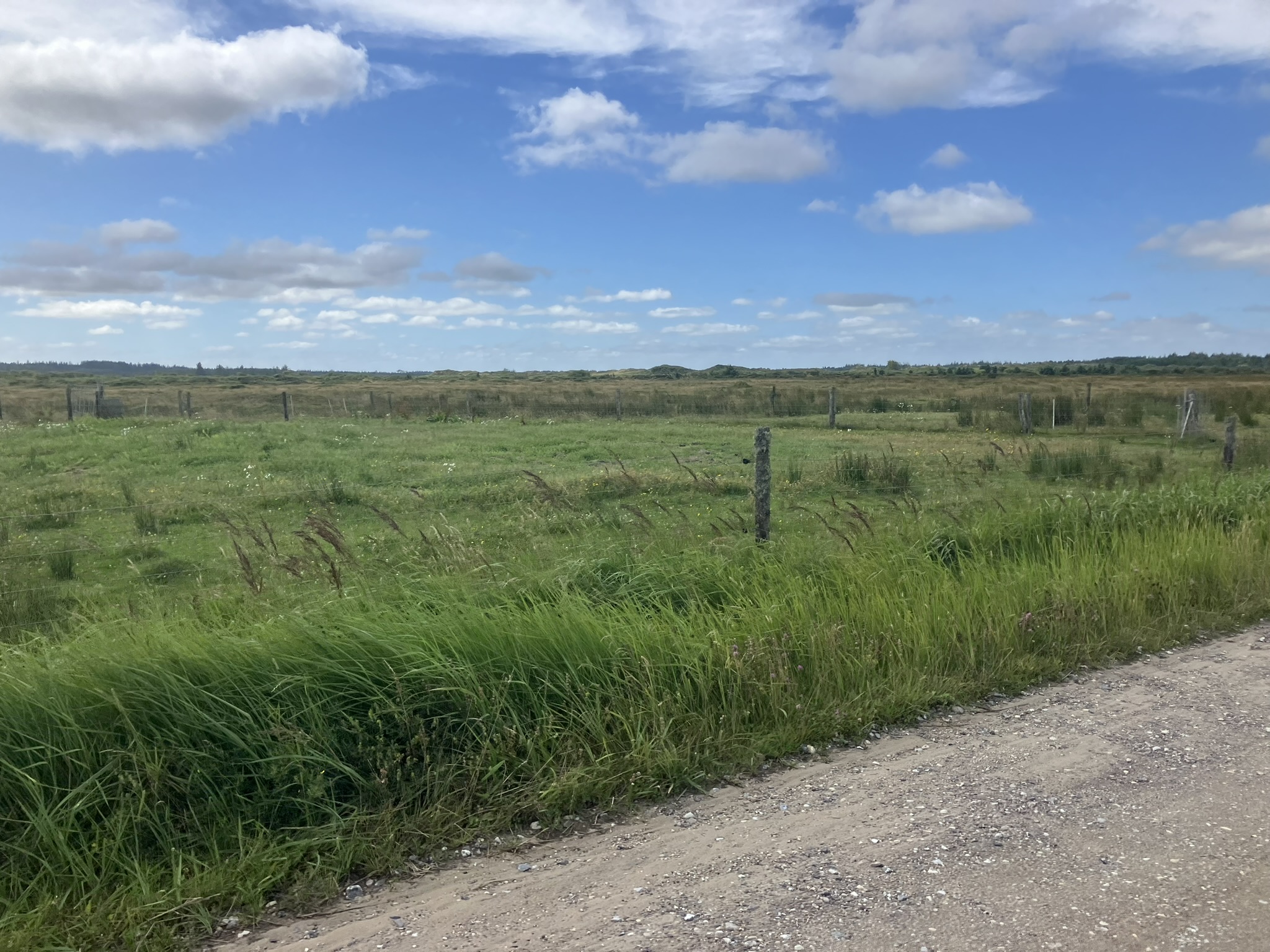 Bikepacking Dänemark - Sandweg durch dänische Dünenlandschaft bei Svinkløv mit Heide und Gras unter blauem Himmel – ideale Gravel-Strecke für Bikepacking an der Nordsee.