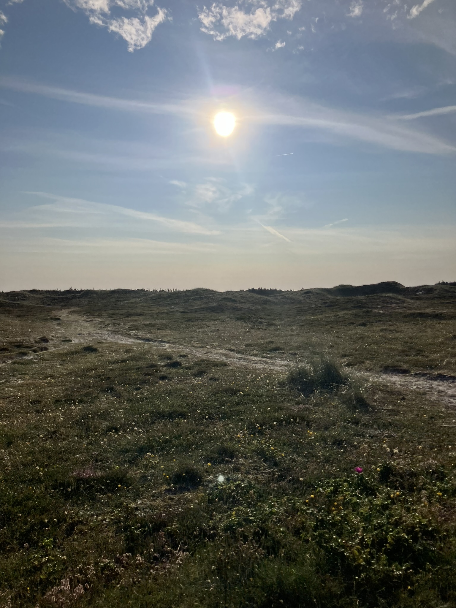 Bikepacking Dänemark - Dünenlandschaft bei Bjerregaard nahe Hvide Sande an der Nordseeküste Dänemarks, sonniger Himmel über sandigem Bikepacking-Terrain.