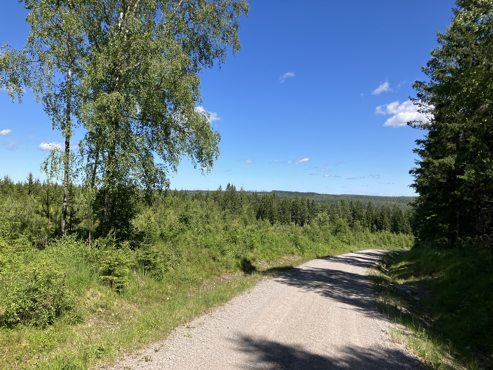 Bikepacking Schweden - Gravelroute durch dichte Wälder in Schweden auf einer Mehrtagestour von Stockholm nach Trondheim, ideal für Natur- und Abenteuerreisen.