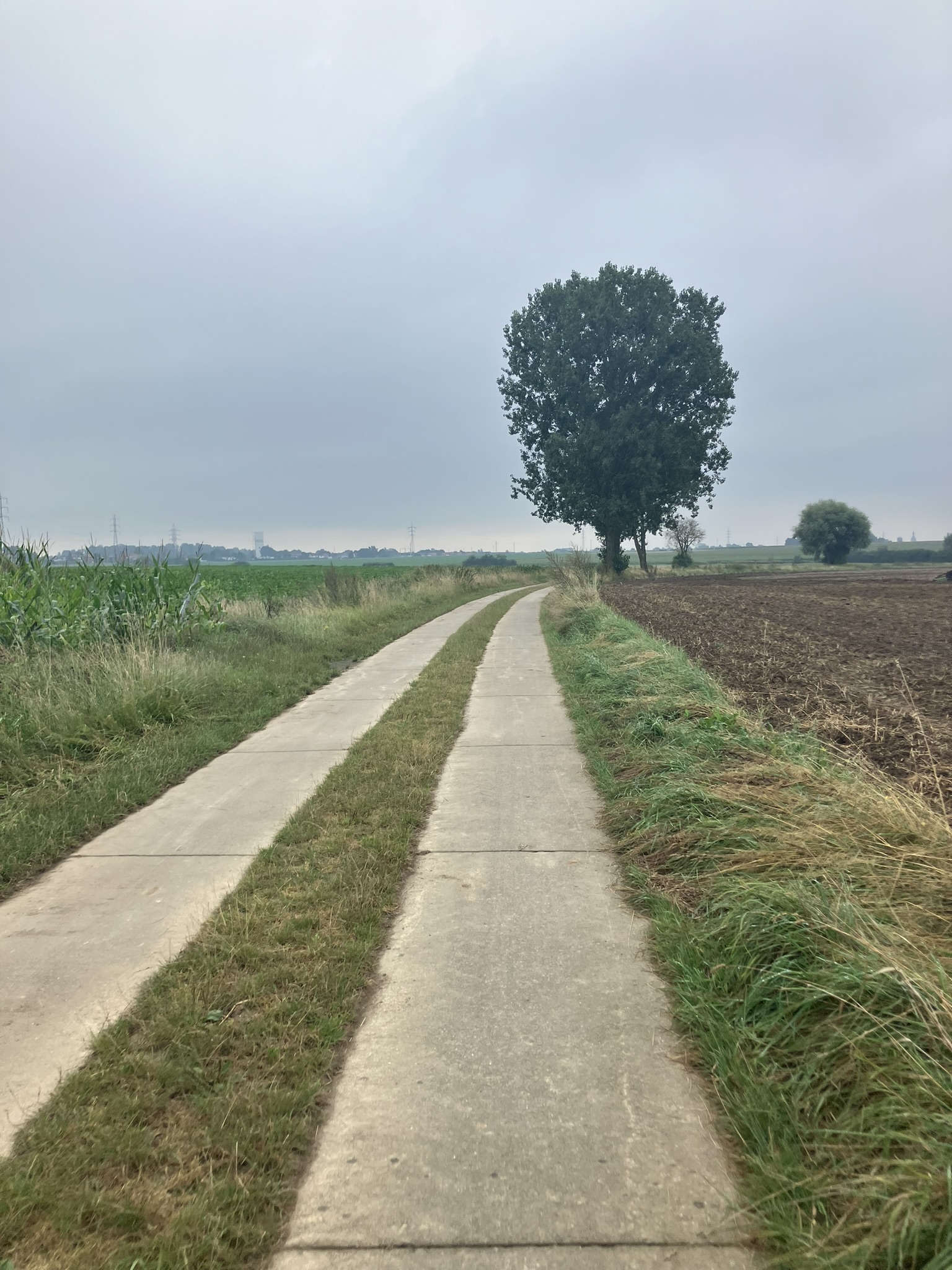 Bikepacking Belgien - Schmaler Betonplattenweg zwischen Feldern in Belgien, einzelner Baum am Weg, weite Landschaft unter grauem Himmel.