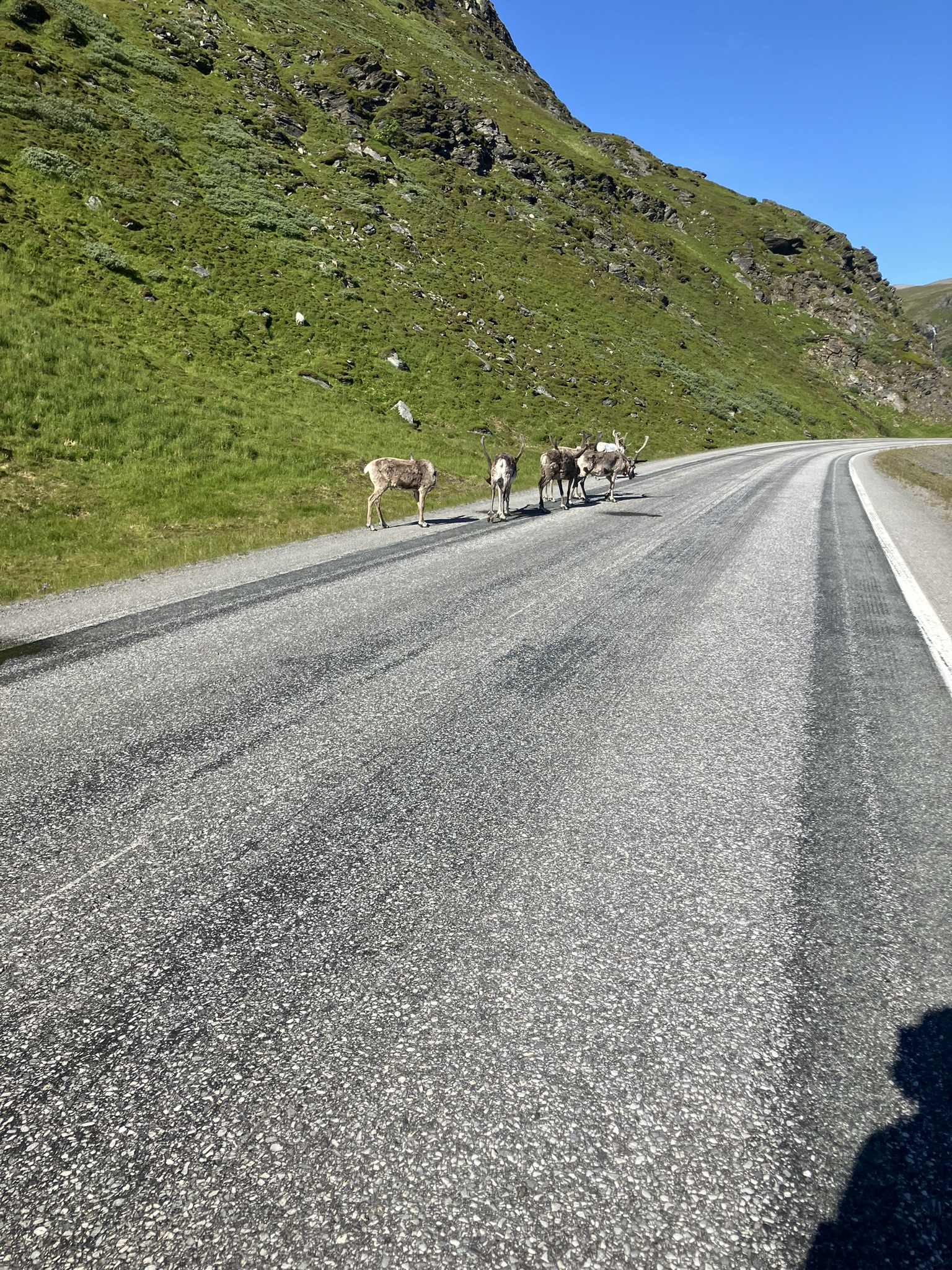 Bikepacking Norwegen - Rentiere auf Straße in Nordnorwegen nahe Nordkap-Tunnel während Bikepacking-Reise