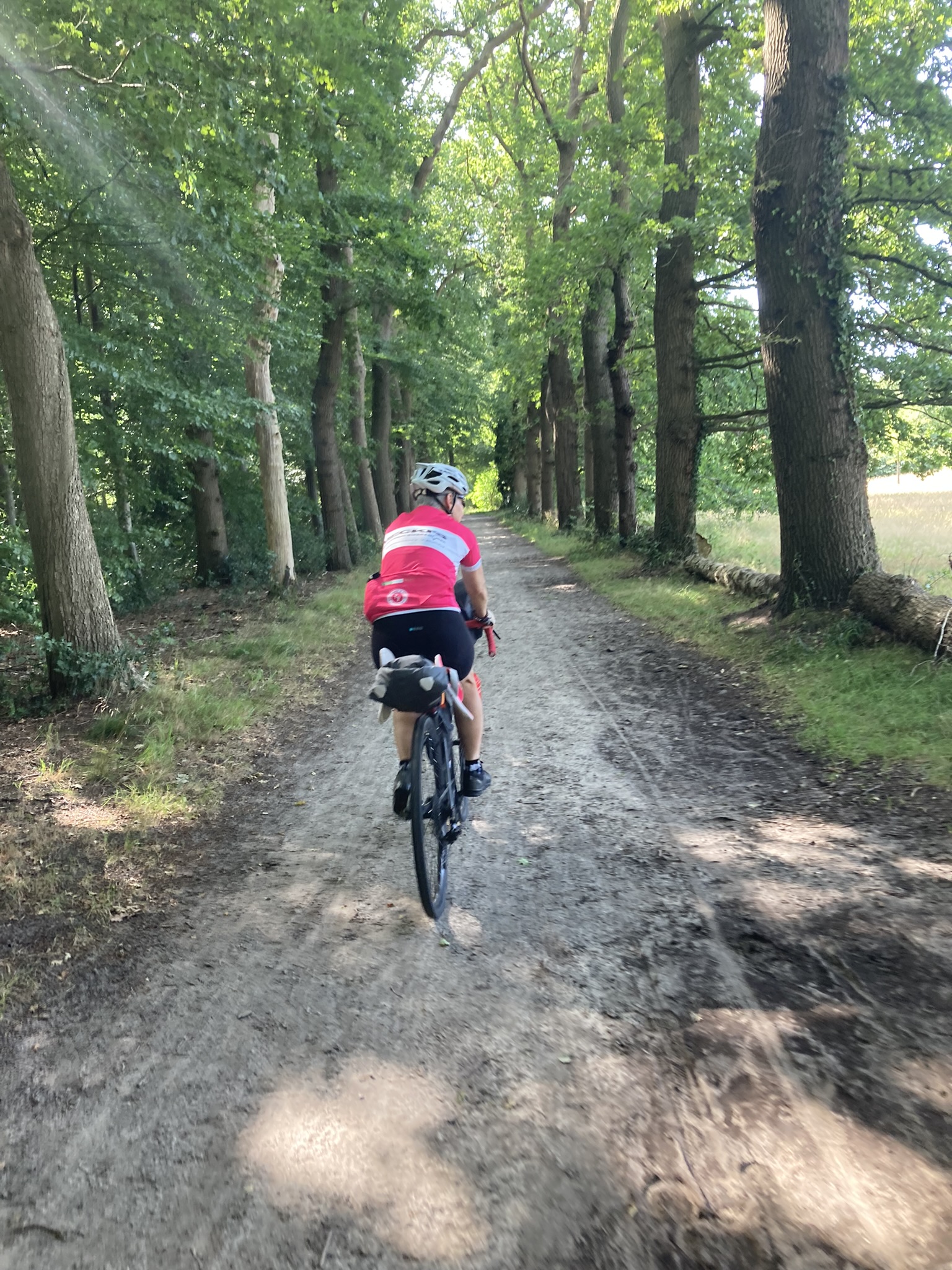 Bikepacking Niederlande -  – Bikepacking auf Waldweg zwischen Groningen und Amsterdam, schattige Baumallee und naturbelassene Radroute abseits der Hauptstraßen.