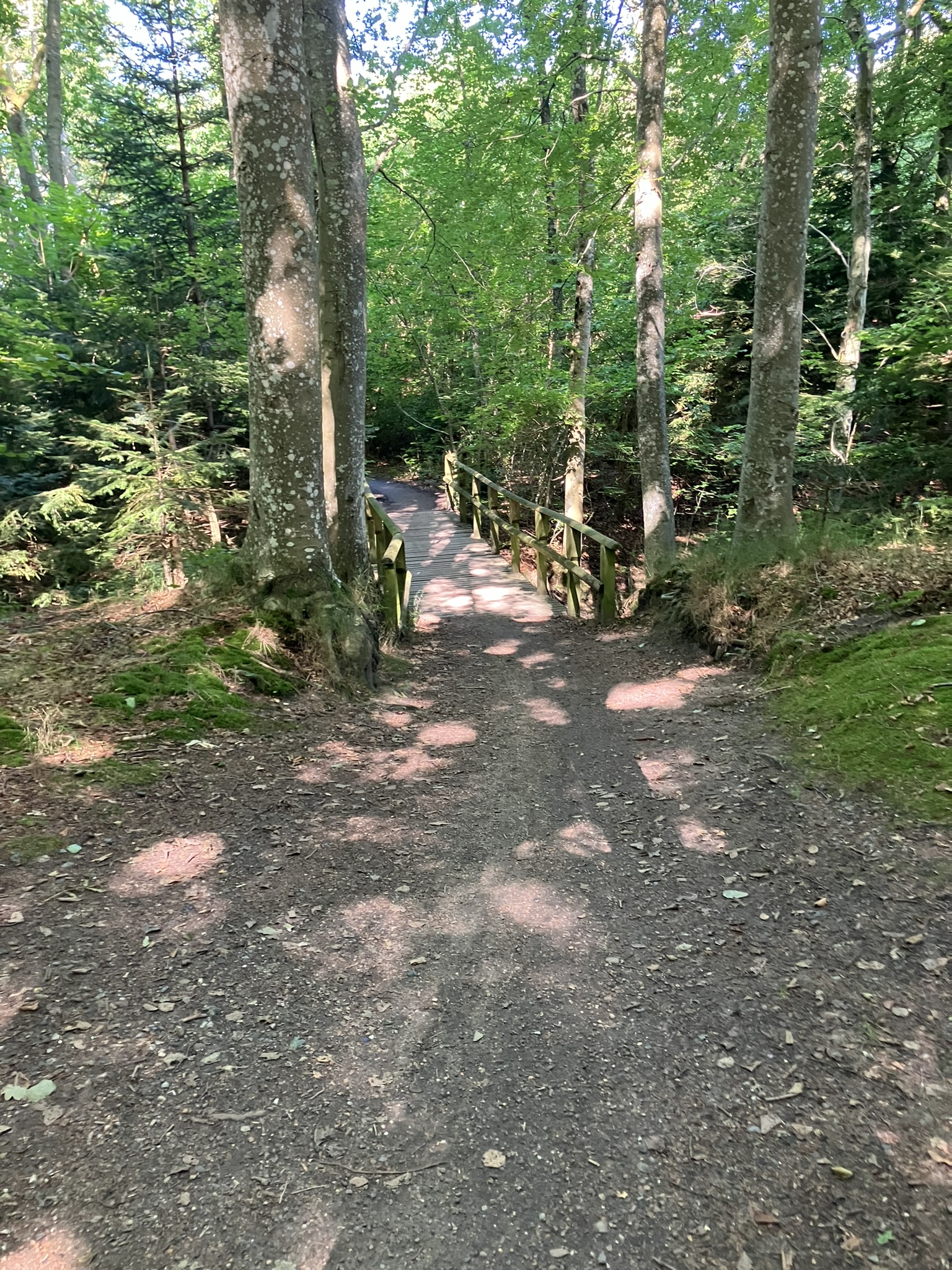 Bikepacking Dänemark - Schmaler Waldweg mit kleiner Holzbrücke zwischen hohen Bäumen – ruhige Bikepacking-Strecke durch dänischen Mischwald.