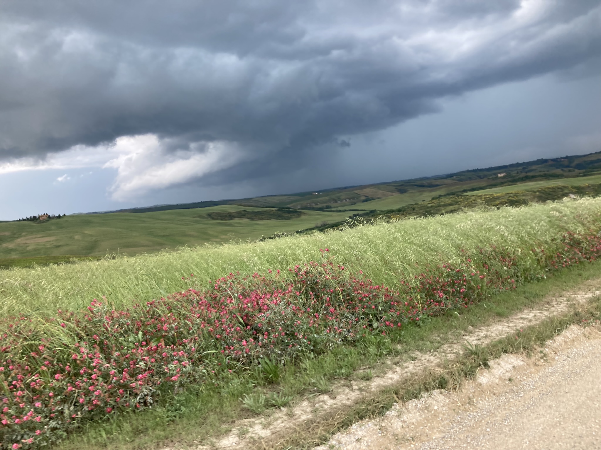 Bikepacking Italien - Toskana, Hügellandschaft mit aufziehendem Gewitterhimmel und blühendem Feldrand, aufgenommen während einer Gravel-Bikepacking-Etappe in Italien.
