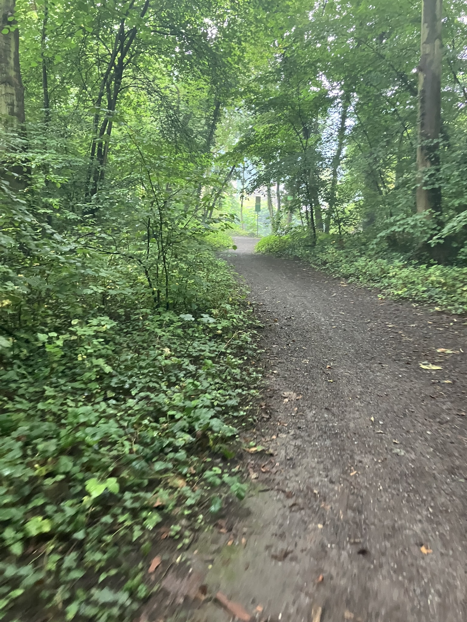Bikepacking Belgien - Schmaler Schotterweg durch dichten grünen Wald bei Huy in Belgien mit feuchtem Boden und morgendlicher Stimmung.